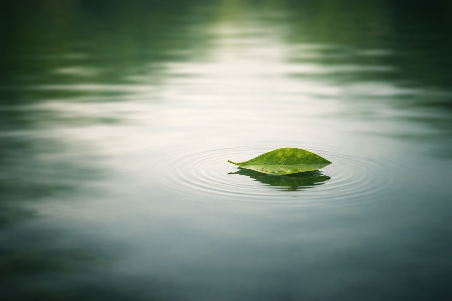 Leaf on still water representing emotional detachment through gentle distance and steady inner calm